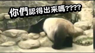 每天一圓仔：猜猜我是誰~~~ --蘋果日報20151103