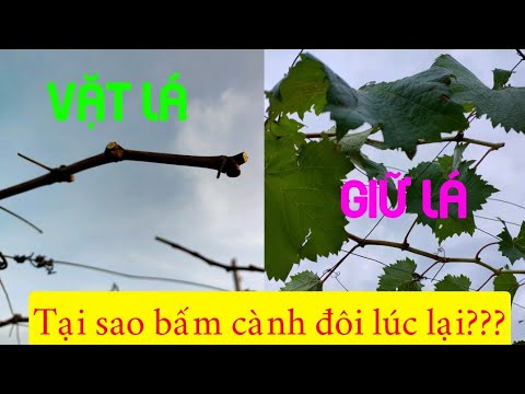 Video: Cây Nho Lá Nho