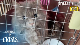 Nine Norwegian Forest Cats Got Rescued In Pack, And Two More Are Found?! l Animal in Crisis Ep 361