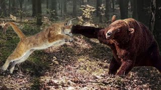 Mother Bear attacks Puma very hard to save her baby, Wild Animals Attack