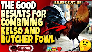 The good results for combining kelso and butcher chicken.