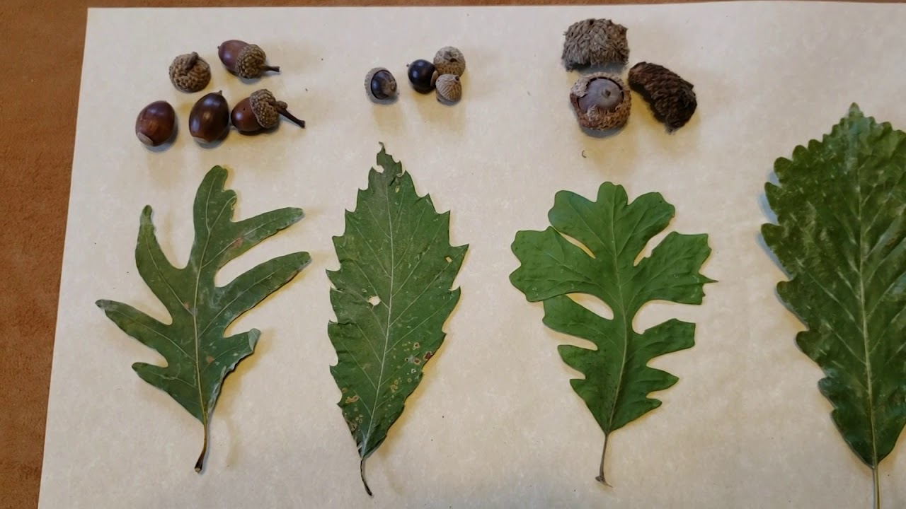 ID That Tree: White Oak Group