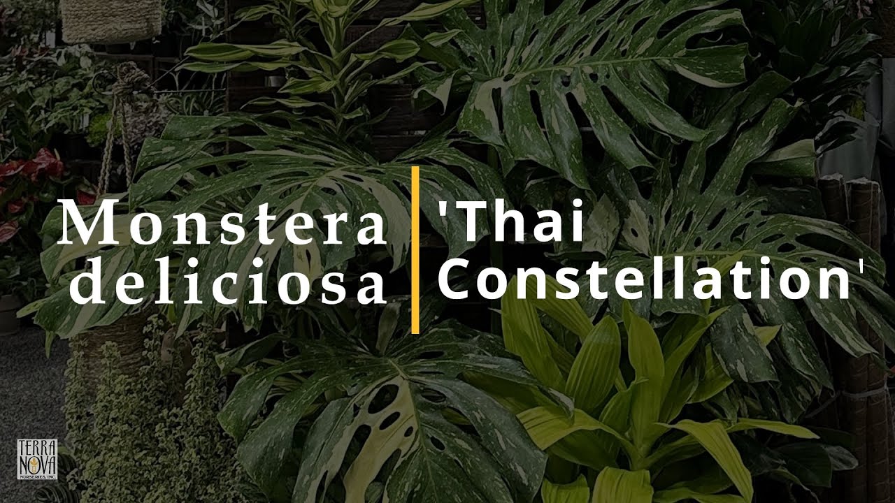 TERRA NOVA Nurseries, Inc. - Monstera Complete Care Guide