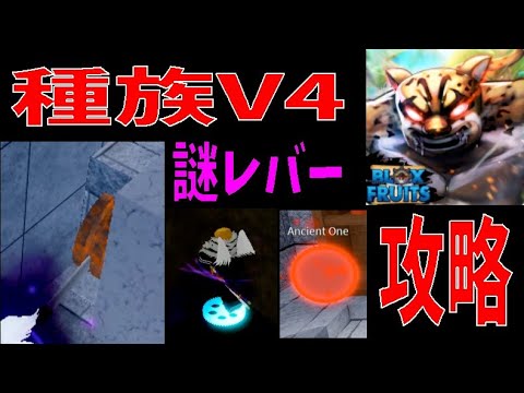 種族V4攻略、謎レバー引く方法　Race awakening, V4 information summary　Blox Fruits攻略【ROBLOX(ロブロックス)】