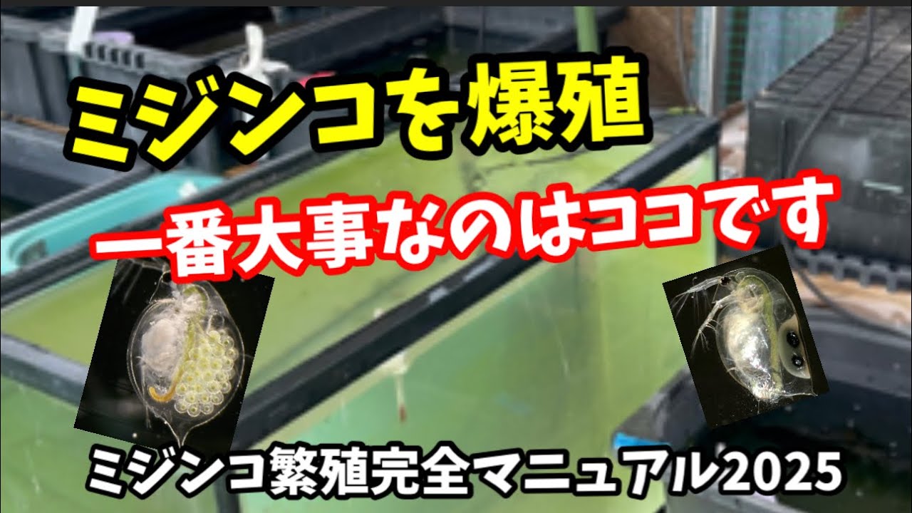 ミジンコが増える条件を知らないと繁殖できません。【メダカ】