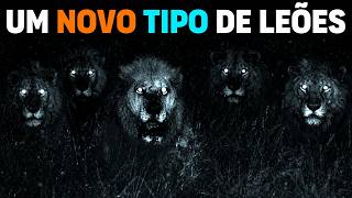 Download Lagu 🚨 NÃO SÃO NORMAIS! O bando de LEÕES MAIS TEMIDOS da África SURGIU MP3
