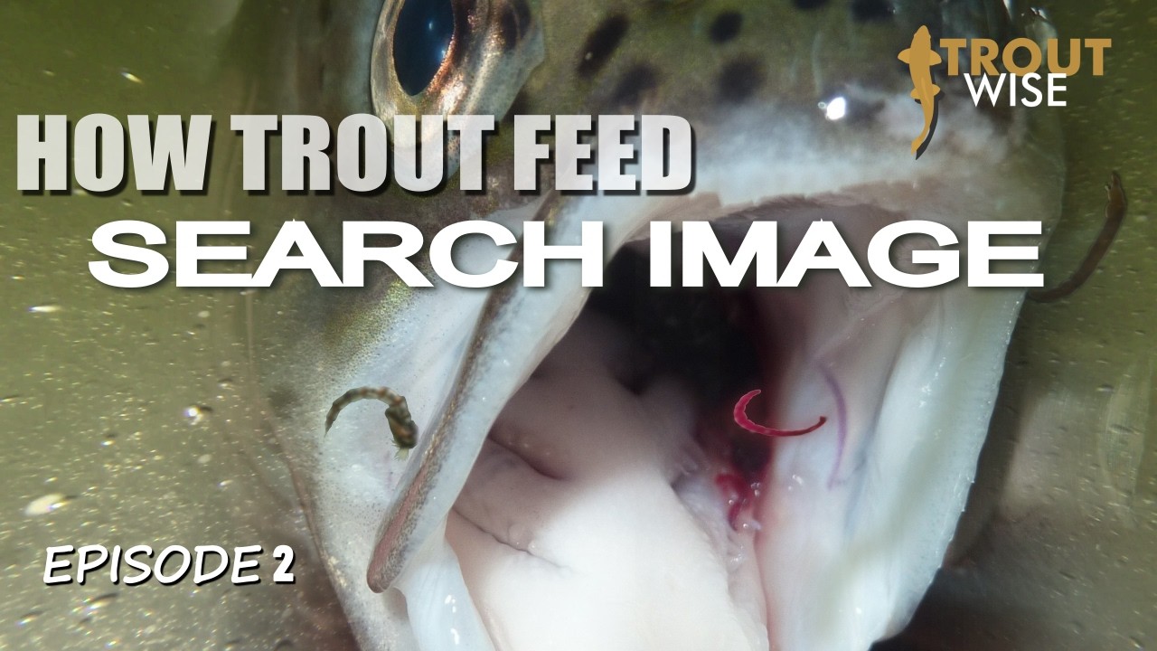 Как питается форель — изображение из поиска