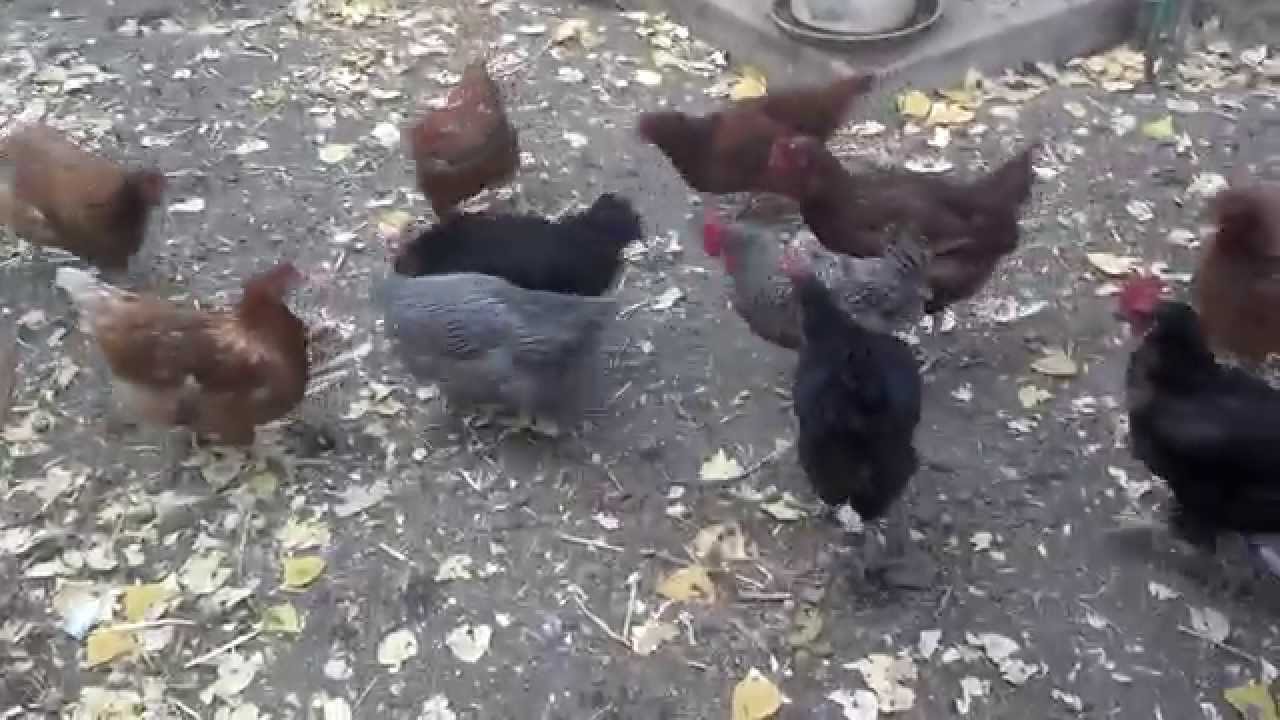 Field Mouse vs. Hen House YouTube