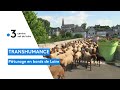 Candesurbeuvron  une journe de transhumance publique tait organise avec 250 btes