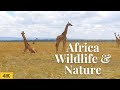 Africa Wildlife Nature Videos and Focus Music 4k| Relaxing Scenery | Calming Music