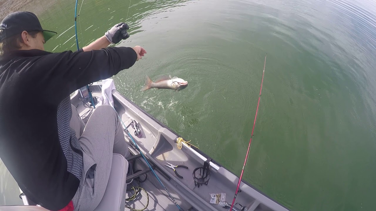 catfish at lake pleasant YouTube