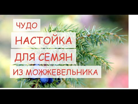 ЗАМАЧИВАНИЕ СЕМЯН ПЕРЕД ПОСАДКОЙ В НАСТОЙКЕ МОЖЖЕВЕЛЬНИКА ПО ОСОБОМУ РЕЦЕПТУ. ВСХОЖЕСТЬ - ЩЕТКОЙ