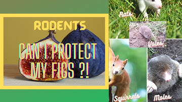 Rats and Squirrels eating your figs? TRY THIS!!