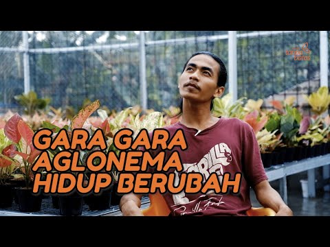 Video: Jatuh Cinta Dengan Tanaman Hias Merah Muda - 5 Tanaman Merah Muda Cantik Untuk Tumbuh Di Dalam Ruangan