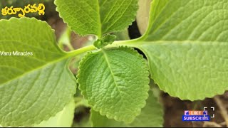 "కర్పూరవల్లి "|Ajwain |Karpuravalli | oregano | ఈ ఆకుల వల్ల ఎన్ని హెల్త్ బెనిఫిట్స్ ఉన్నాయో తెలుసా ?