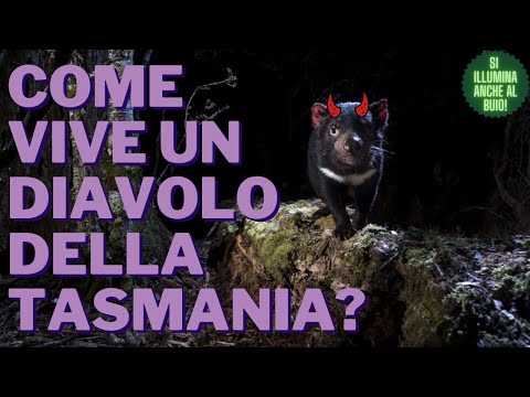 Video: Diavolo Della Tasmania: Alcune Caratteristiche Della Specie