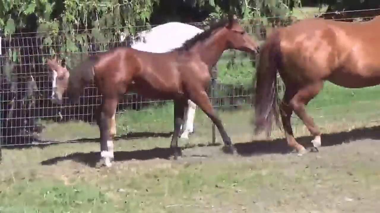 SOLD Machine Made Weanling Filly For Sale