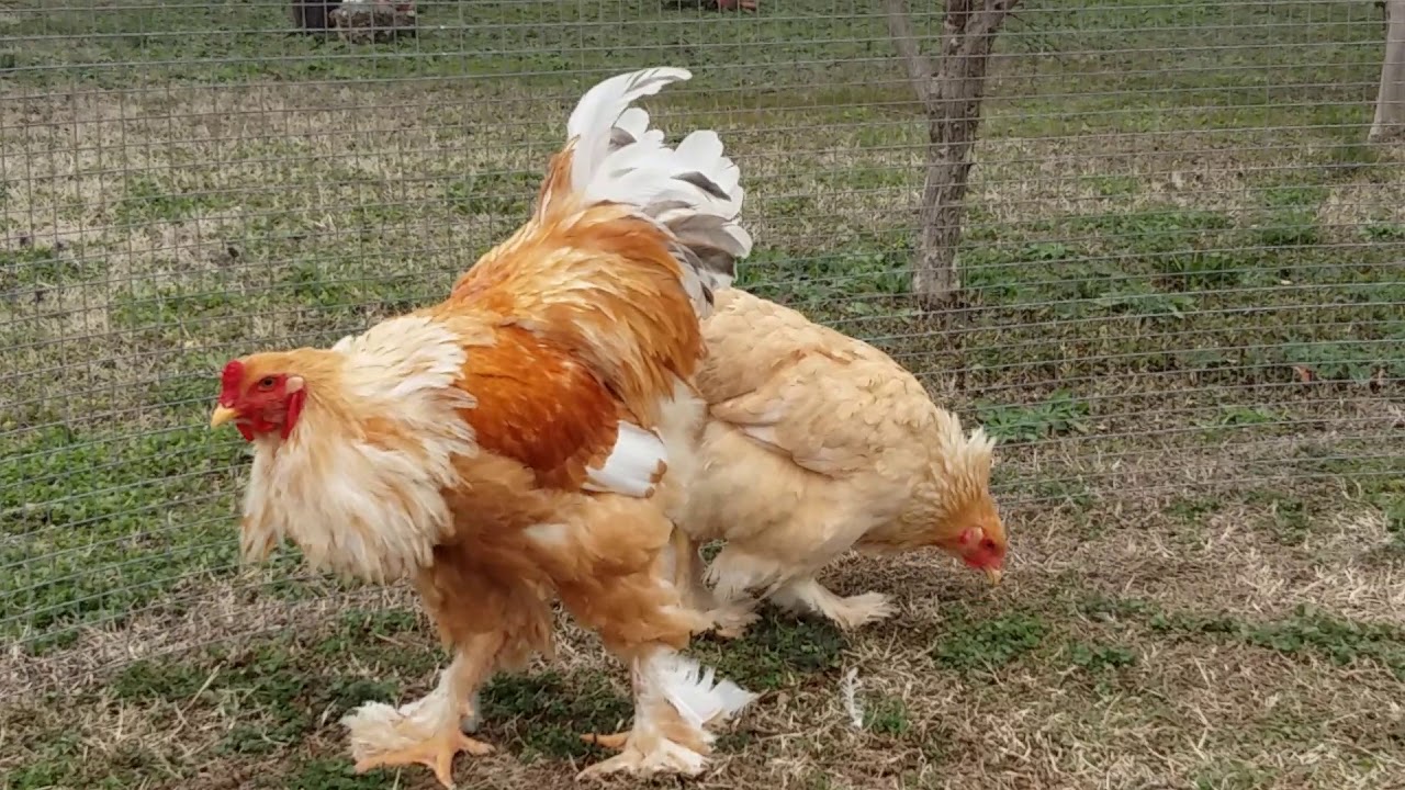 BRAHMA CHICKEN LEMON PYLE YOUNG COUPLE IN THE BACKYARD - FARMA SKYDRA