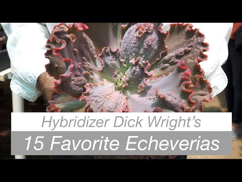 Video: Echeveria Flori Bicolore