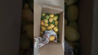 మా వాళ్లు కొట్టుకుంటున్నారు🥭మామిడి పండ్లు 🥭చెరుకురసాలు#ownvoice #suguna kesava youtube shorts