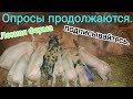 Опороссы👍 свиноматок продолжаются 🐷🐷🐷Продажа хороших Поросят.