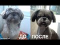 СТРИЖКА  ДО и ПОСЛЕ / ЧУДЕСА ПРЕОБРАЖЕНИЯ