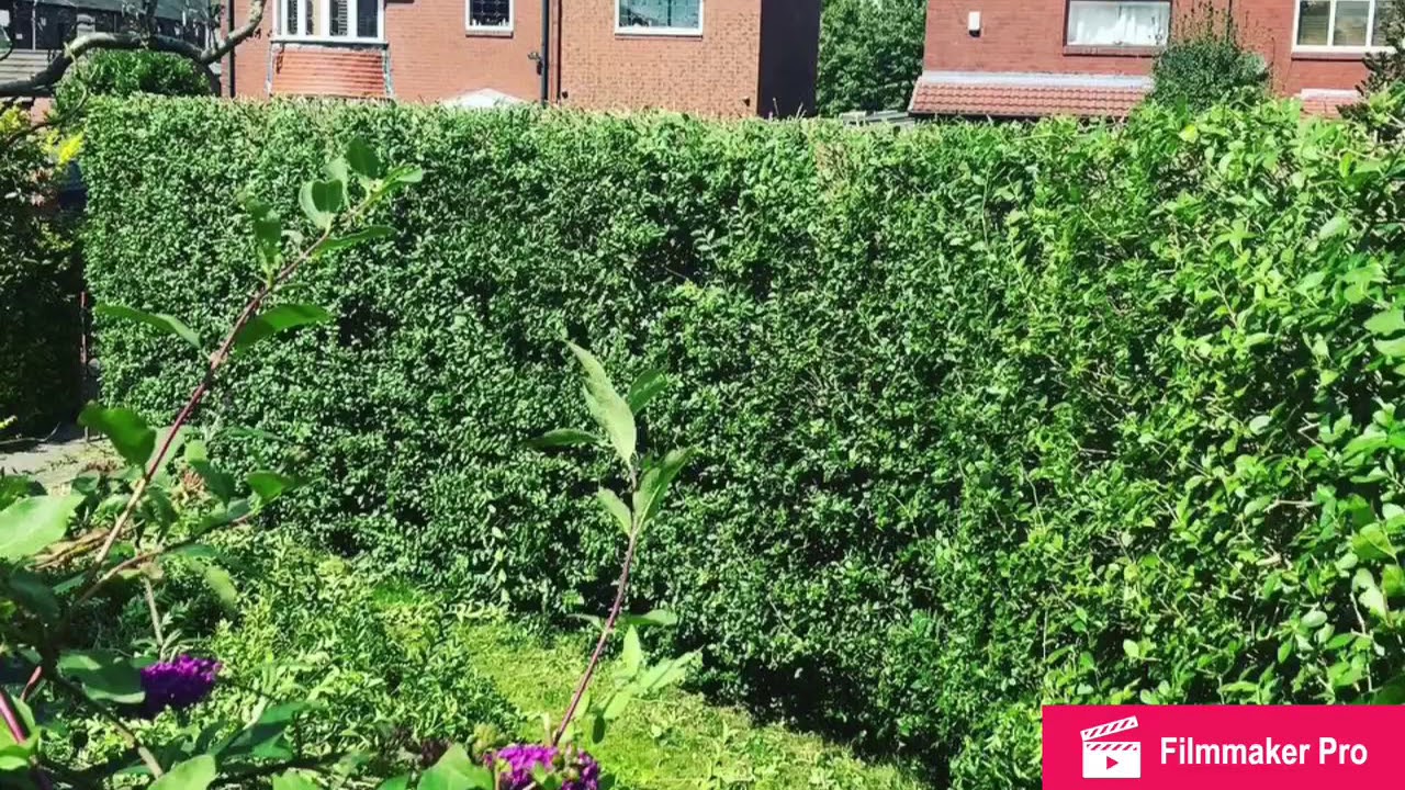 Tree and Hedge work - YouTube