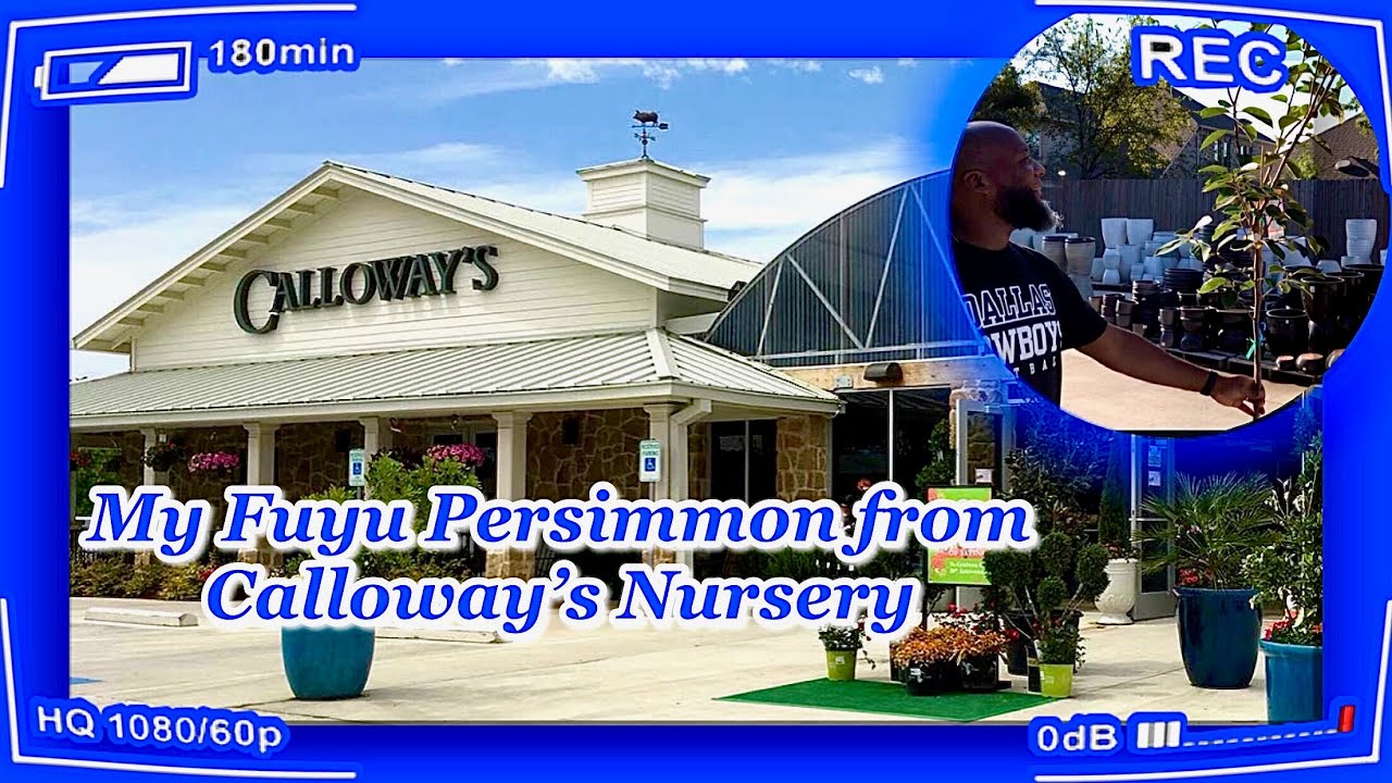 ‘My Fuyu Persimmon from Calloway’s Nursery’ 
