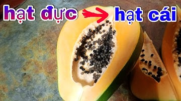 Cách Chọn Hạt Đu Đủ Đực-Cái/Mẹo Vặt ít Nhà Vườn Biết chọn nhân giống