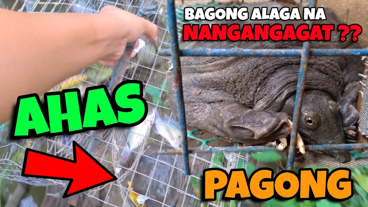 NAKAHULI AKO NG KAKAIBANG PAGONG NA MAHABA ANG ULO AT MGA PAA | PWEDE KAYANG ALAGAAN? | AHAS PAGONG😱