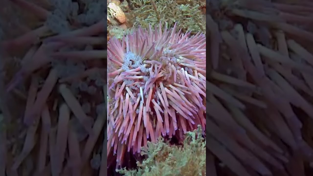 Blue Heron Bridge Florida Scuba Gem