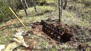 Лесная разведка "УЖД" "Траки пошли ПАЧКАМИ"