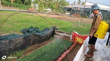 Cúc mâm xôi sau 5 ngày cặm đọt nhân giống. cây bắt đầu ra rễ. Hoa Tết 2025