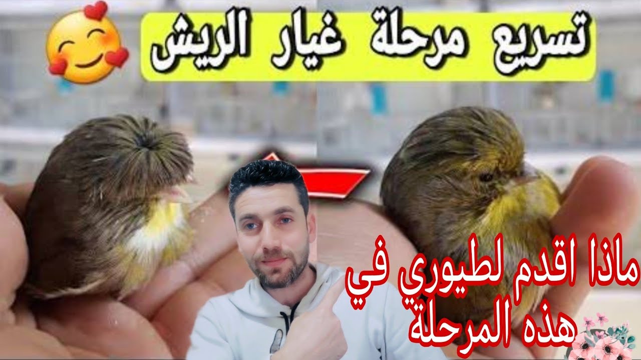 أصعب مرحلة في حياة طيور الكناري والحسون (غيار الريش) كيف اتعامل معها بشكل صحيح وصحي