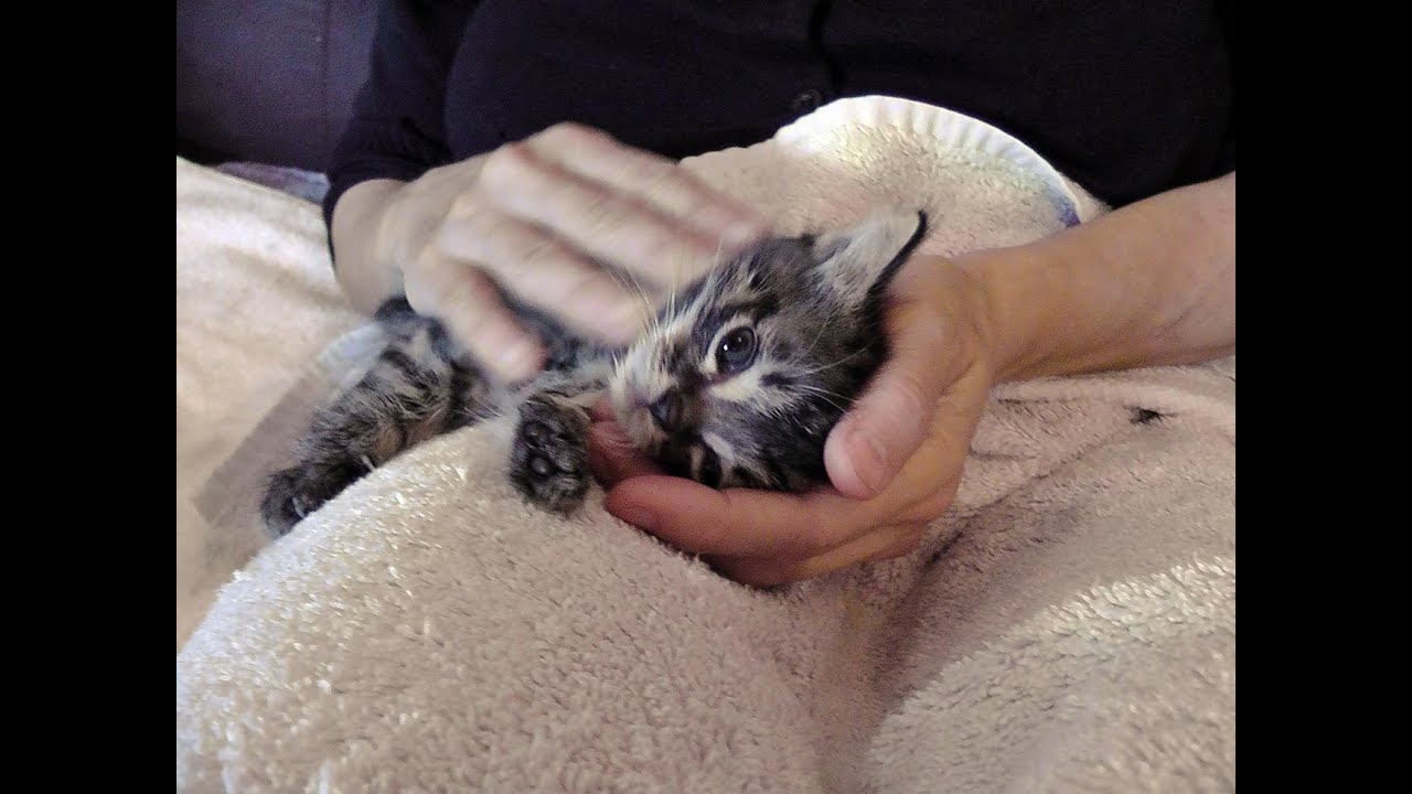 Kami & Her Kittens - RIP Sweet Little Fuji