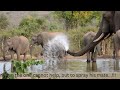 Mischievous elephant sprays his mate... Kruger Park