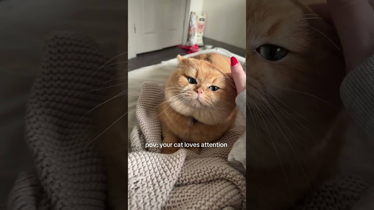 @maxthebrittykitty: he’s so fluffy 