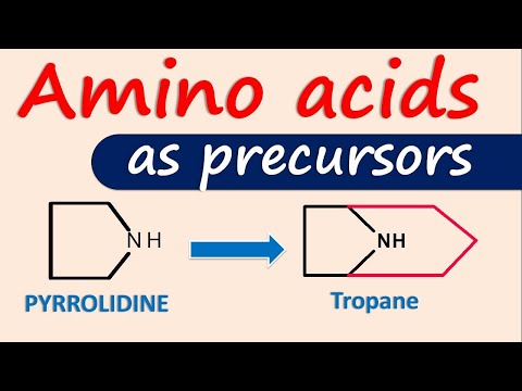 Amino acids as precursors for alkaloids
