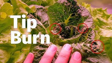My Lettuce Has Tip Burn! ...and How I Fixed It