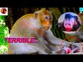 Really terrible cute baby almost die cause mama attckattck her newborn monkey animals