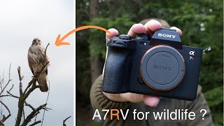 Sony A7RV Wildlife Review!