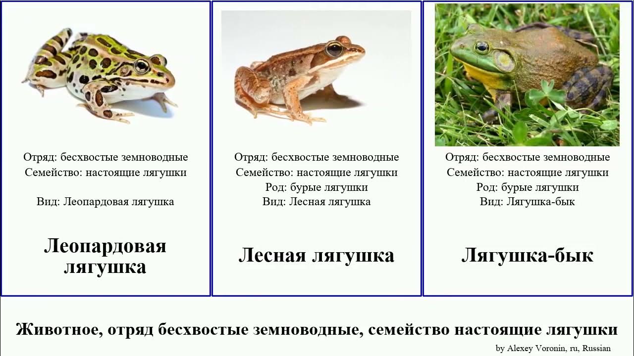 К каким живым организмам можно отнести лягушку озерную. Внешнее строение бесхвостых. Лягушка семейство род. Жабы семейство бесхвостых земноводных. Ranidae лягушка.