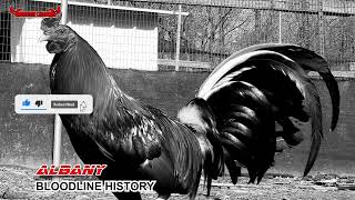 Rooster Channel / THE HISTORY OF THE ALBANY