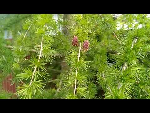 30.05.2022 - Как цветёт лиственница.