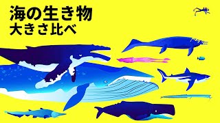 メガロドンVSシロナガスクジラ：海で一番大きな生き物はなんだろう？