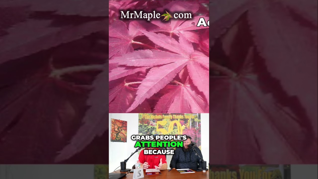 Acer Palmatum Pixie  The Stunning Dwarf Maple