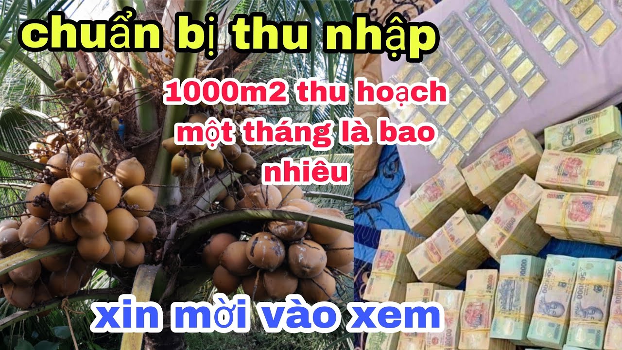 cách tính thu nhập hàng tháng trên 1000m2  dừa ,thu hoạch được bao nhiêu tiền,trừ hết chi phí