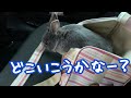 揺れる車中でのネザーランドドワーフのとった行動【My rabbit and dog sleeps on my lap in the car】