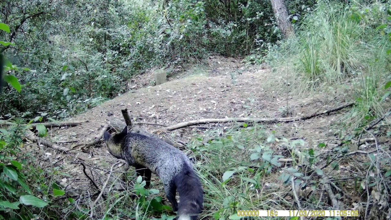 Instalación de cámaras para fototrampeo Luego de cuarenta días las