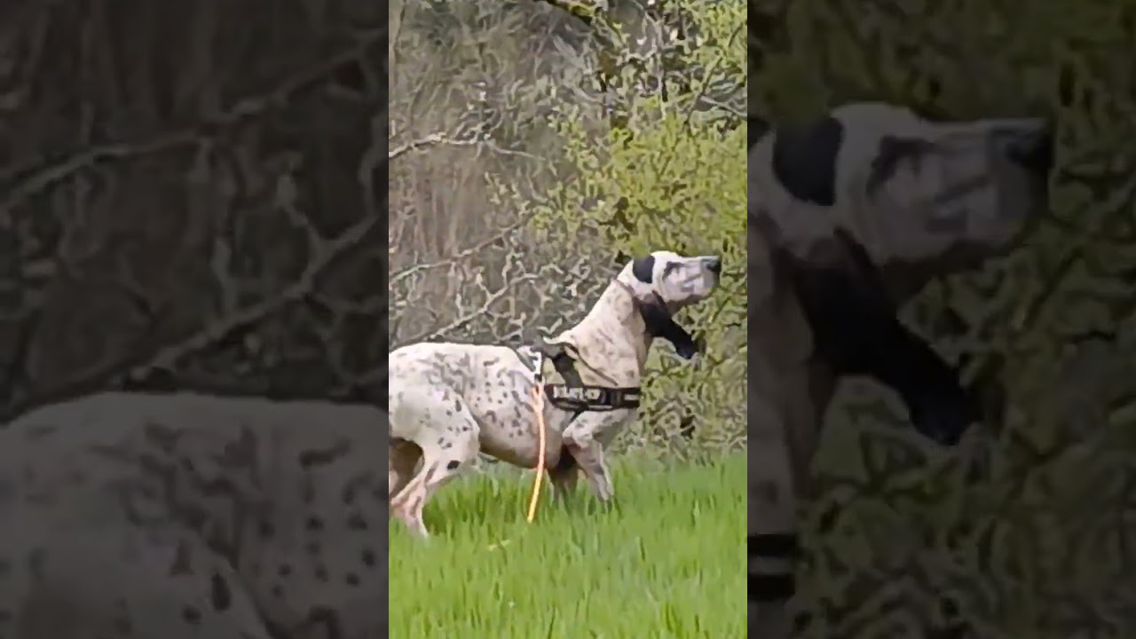 Rapprocheur de sanglier